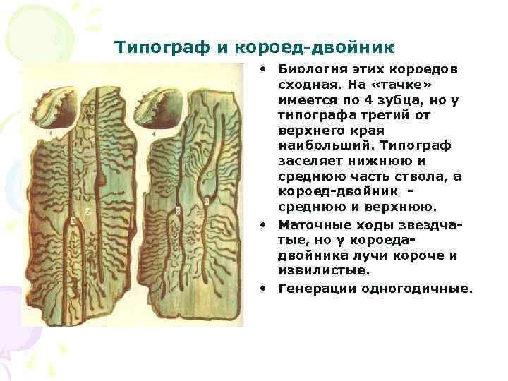 Типограф и короед-двойник • Биология этих короедов сходная. На «тачке» имеется по 4 зубца,