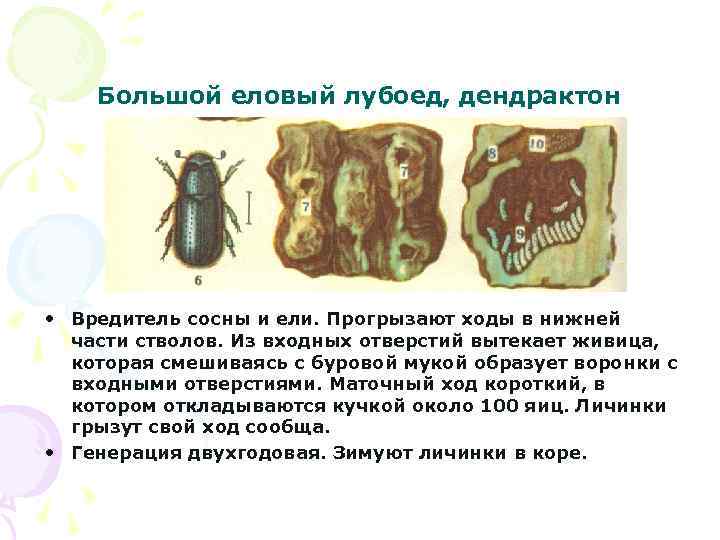 Большой еловый лубоед, дендрактон • Вредитель сосны и ели. Прогрызают ходы в нижней части