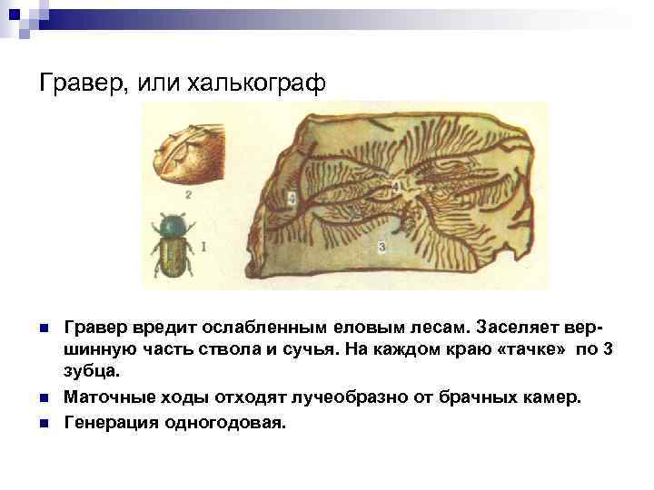 Гравер, или халькограф n n n Гравер вредит ослабленным еловым лесам. Заселяет вершинную часть