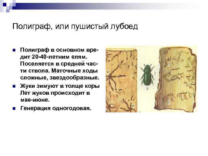 Полиграф, или пушистый лубоед n n n Полиграф в основном вредит 20 -40 -летним