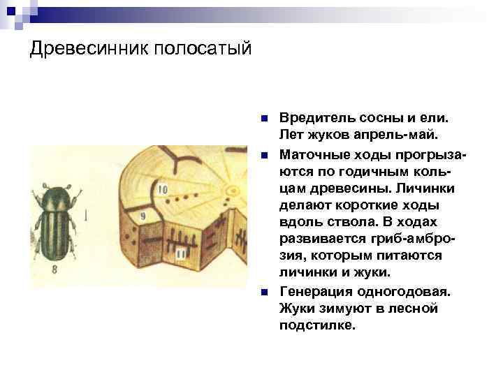 Древесинник полосатый n n n Вредитель сосны и ели. Лет жуков апрель-май. Маточные ходы