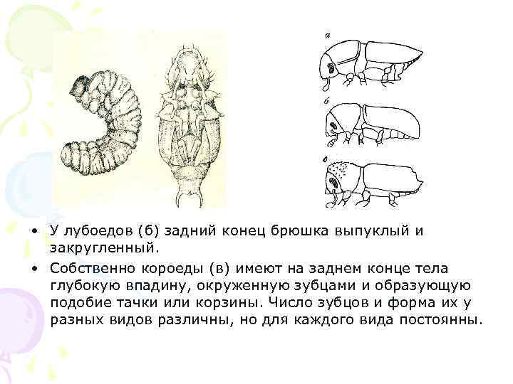  • У лубоедов (б) задний конец брюшка выпуклый и закругленный. • Собственно короеды