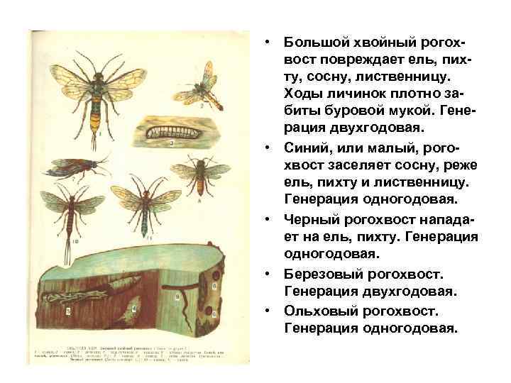  • Большой хвойный рогохвост повреждает ель, пихту, сосну, лиственницу. Ходы личинок плотно забиты