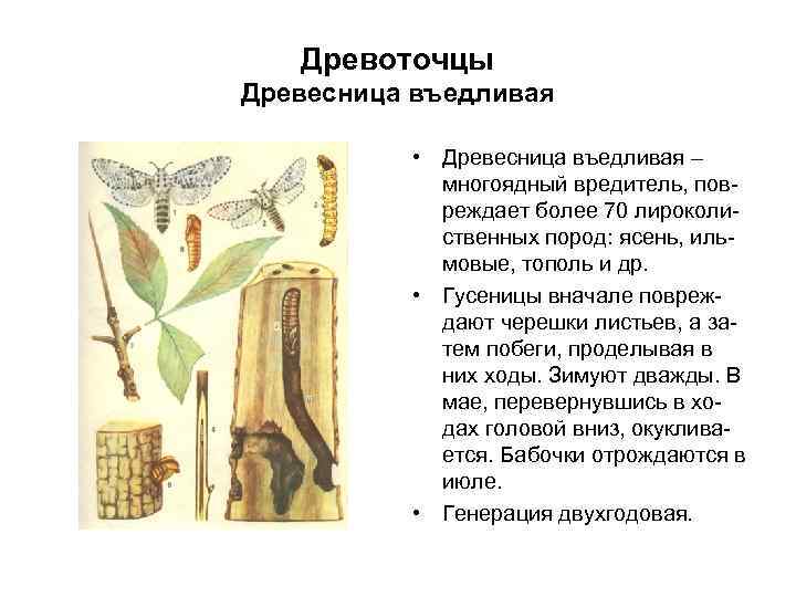 Древоточцы Древесница въедливая • Древесница въедливая – многоядный вредитель, повреждает более 70 лироколиственных пород: