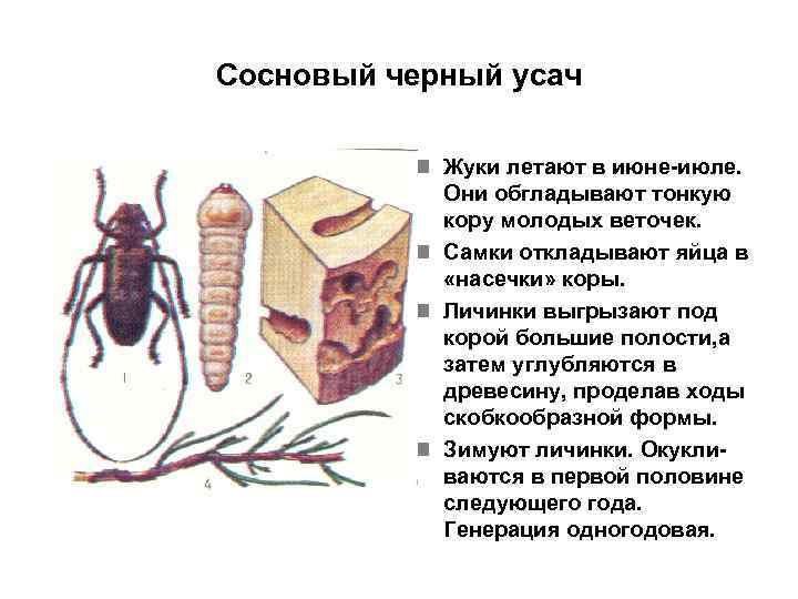 Сосновый черный усач n Жуки летают в июне-июле. Они обгладывают тонкую кору молодых веточек.