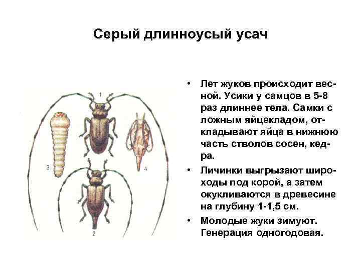Серый длинноусый усач • Лет жуков происходит весной. Усики у самцов в 5 -8