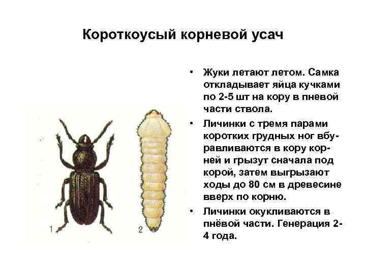Короткоусый корневой усач • Жуки летают летом. Самка откладывает яйца кучками по 2 -5