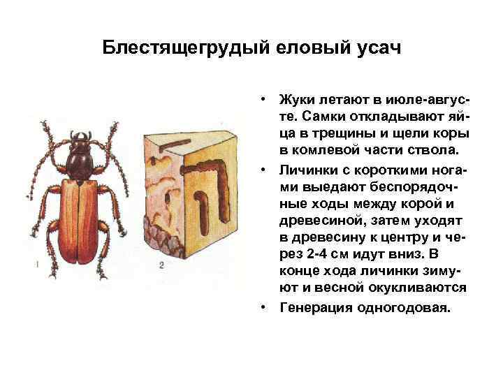 Блестящегрудый еловый усач • Жуки летают в июле-августе. Самки откладывают яйца в трещины и