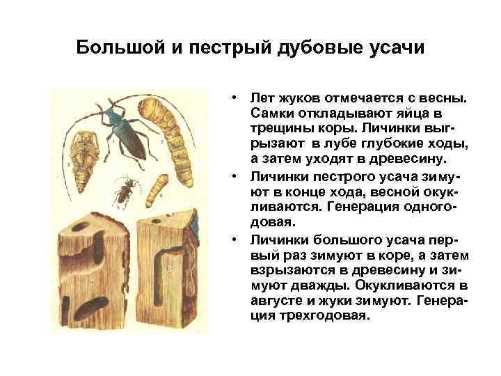 Большой и пестрый дубовые усачи • Лет жуков отмечается с весны. Самки откладывают яйца