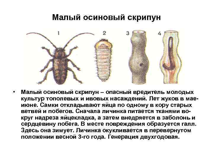 Малый осиновый скрипун • Малый осиновый скрипун – опасный вредитель молодых культур тополевых и