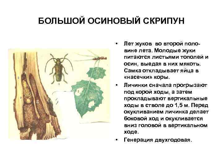БОЛЬШОЙ ОСИНОВЫЙ СКРИПУН • • • Лет жуков во второй половине лета. Молодые жуки