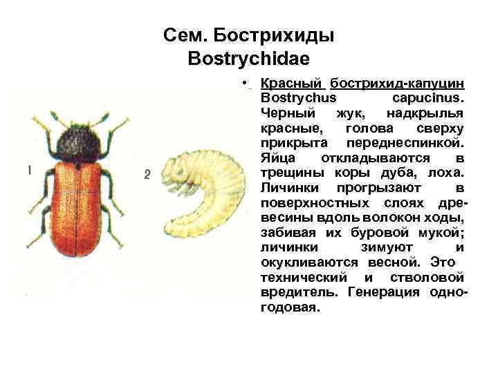 Сем. Бострихиды Bostrychidae • Красный бострихид-капуцин Bostrychus capucinus. Черный жук, надкрылья красные, голова сверху
