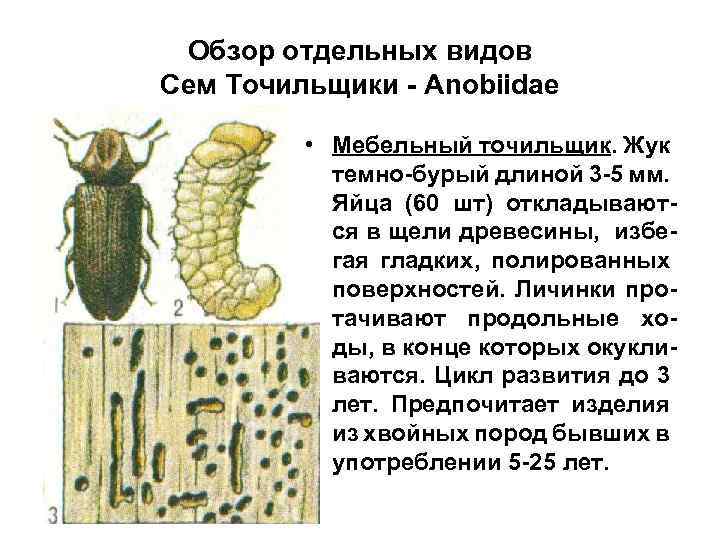 Обзор отдельных видов Сем Точильщики - Anobiidae • Мебельный точильщик. Жук темно-бурый длиной 3