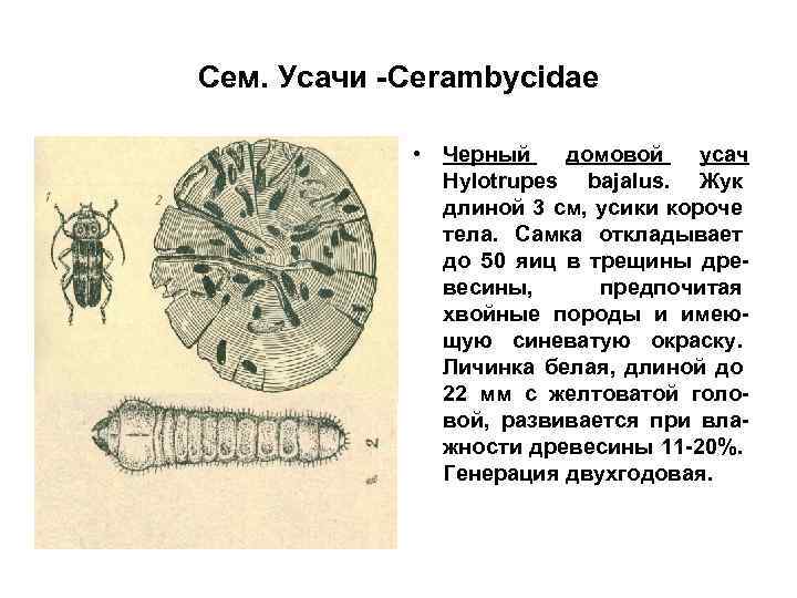 Сем. Усачи -Cerambycidae • Черный домовой усач Hylotrupes bajalus. Жук длиной 3 см, усики