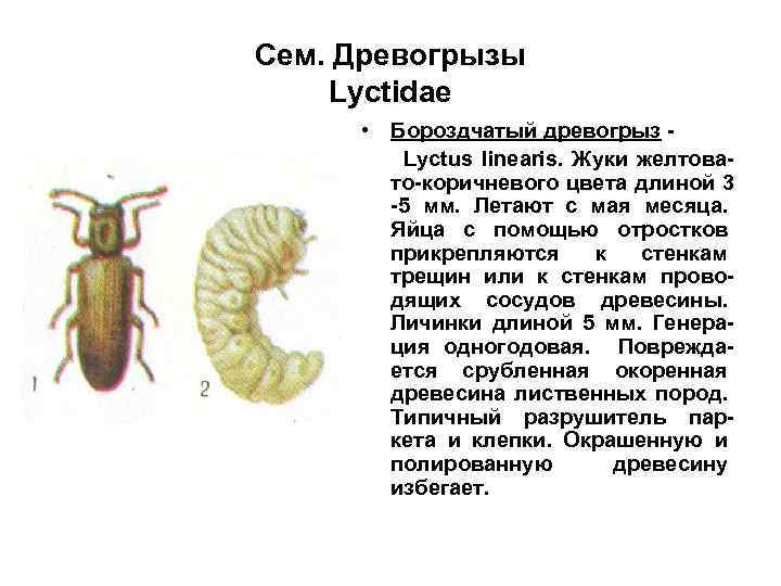 Сем. Древогрызы Lyctidae • Бороздчатый древогрыз Lyctus linearis. Жуки желтовато-коричневого цвета длиной 3 -5