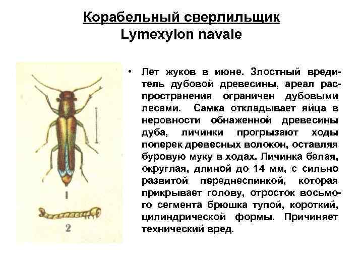 Корабельный сверлильщик Lymexylon navale • Лет жуков в июне. Злостный вредитель дубовой древесины, ареал