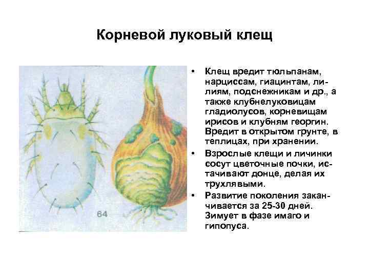 Корневой луковый клещ • • • Клещ вредит тюльпанам, нарциссам, гиацинтам, лилиям, подснежникам и