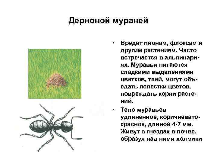 Дерновой муравей • Вредит пионам, флоксам и другим растениям. Часто встречается в альпинариях. Муравьи
