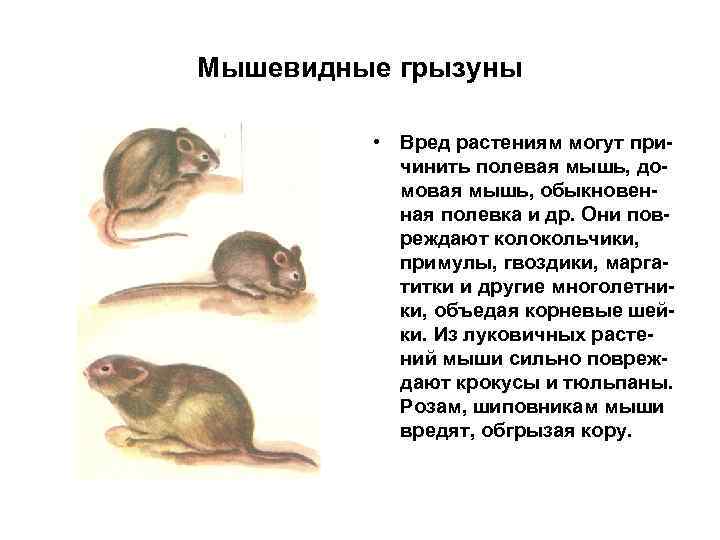 Мышевидные грызуны • Вред растениям могут причинить полевая мышь, домовая мышь, обыкновенная полевка и