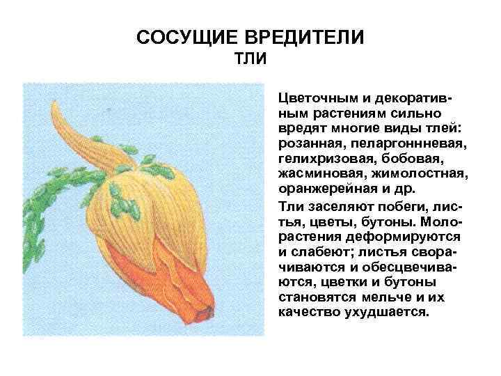 СОСУЩИЕ ВРЕДИТЕЛИ ТЛИ • Цветочным и декоративным растениям сильно вредят многие виды тлей: розанная,