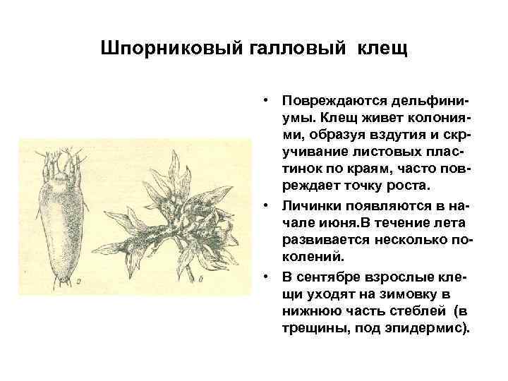 Шпорниковый галловый клещ • Повреждаются дельфиниумы. Клещ живет колониями, образуя вздутия и скручивание листовых