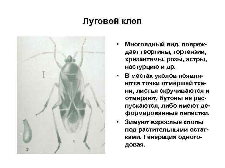 Луговой клоп • Многоядный вид, повреждает георгины, гортензии, хризантемы, розы, астры, настурцию и др.