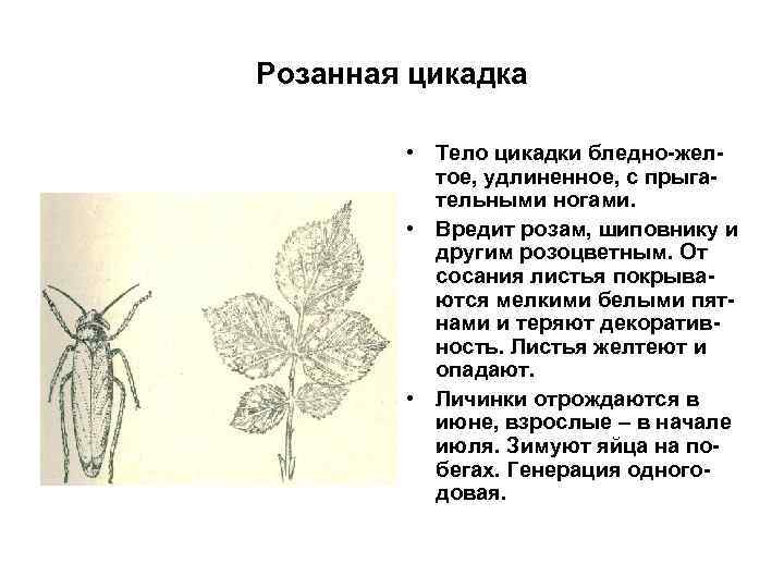 Розанная цикадка • Тело цикадки бледно-желтое, удлиненное, с прыгательными ногами. • Вредит розам, шиповнику