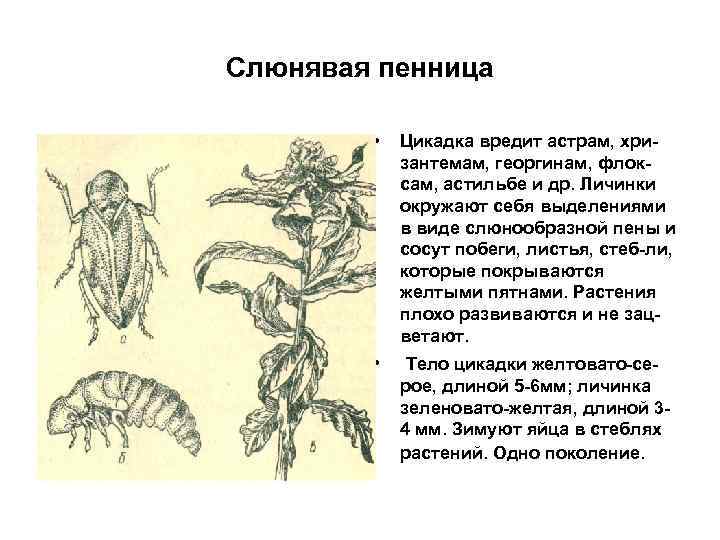 Слюнявая пенница • Цикадка вредит астрам, хризантемам, георгинам, флоксам, астильбе и др. Личинки окружают