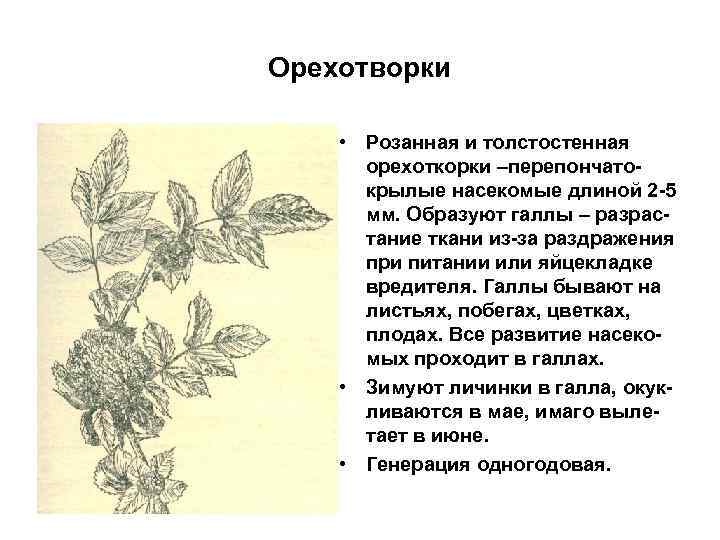 Орехотворки • Розанная и толстостенная орехоткорки –перепончатокрылые насекомые длиной 2 -5 мм. Образуют галлы