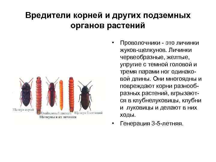 Вредители корней и других подземных органов растений • Проволочники - это личинки жуков-щелкунов. Личинки