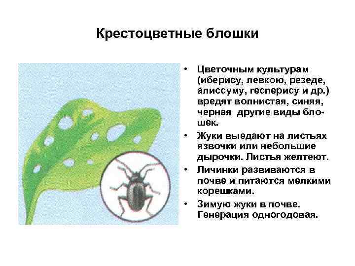 Крестоцветные блошки • Цветочным культурам (иберису, левкою, резеде, алиссуму, гесперису и др. ) вредят