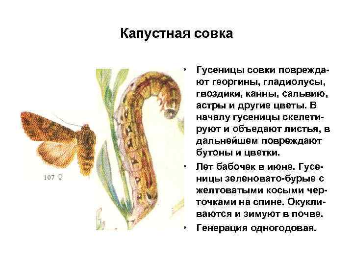 Капустная совка • Гусеницы совки повреждают георгины, гладиолусы, гвоздики, канны, сальвию, астры и другие