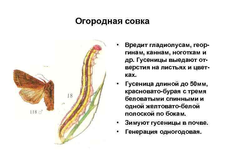 Огородная совка • Вредит гладиолусам, георгинам, каннам, ноготкам и др. Гусеницы выедают отверстия на