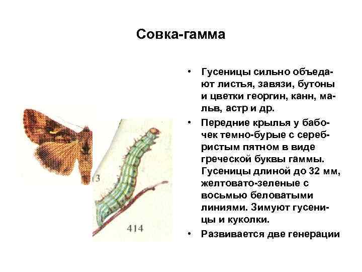 Совка-гамма • Гусеницы сильно объедают листья, завязи, бутоны и цветки георгин, канн, мальв, астр