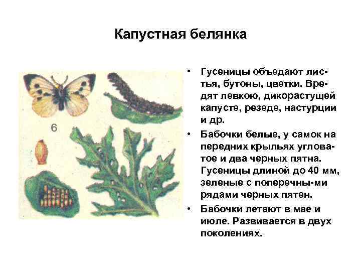 Капустная белянка • Гусеницы объедают листья, бутоны, цветки. Вредят левкою, дикорастущей капусте, резеде, настурции