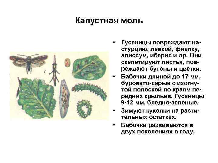 Капустная моль • Гусеницы повреждают настурцию, левкой, фиалку, алиссум, иберис и др. Они скелетируют