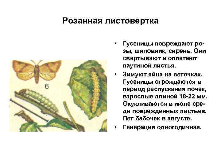 Розанная листовертка • Гусеницы повреждают розы, шиповник, сирень. Они свертывают и оплетают паутиной листья.
