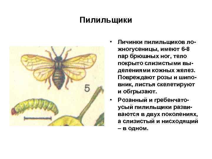 Пилильщики • Личинки пилильщиков ложногусеницы, имеют 6 -8 пар брюшных ног, тело покрыто слизистыми