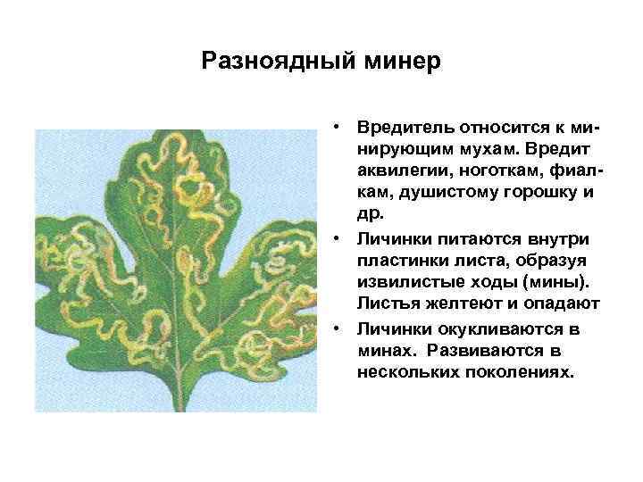 Разноядный минер • Вредитель относится к минирующим мухам. Вредит аквилегии, ноготкам, фиалкам, душистому горошку