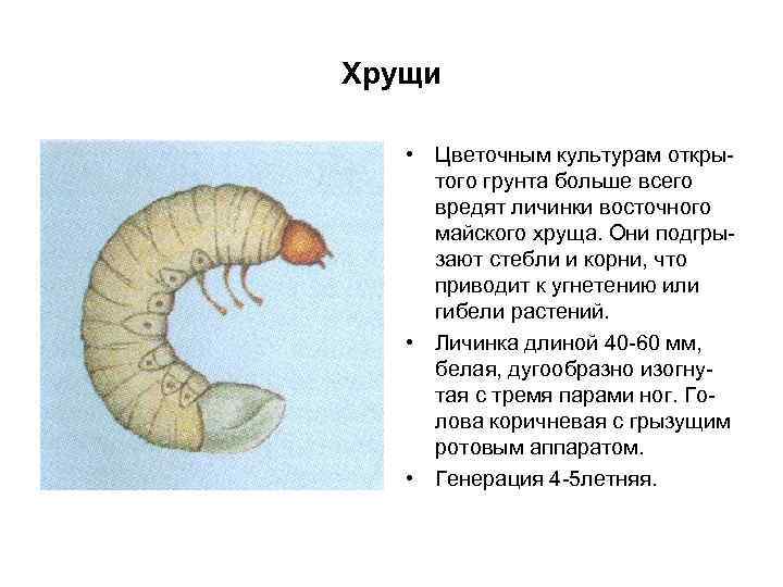 Хрущи • Цветочным культурам открытого грунта больше всего вредят личинки восточного майского хруща. Они
