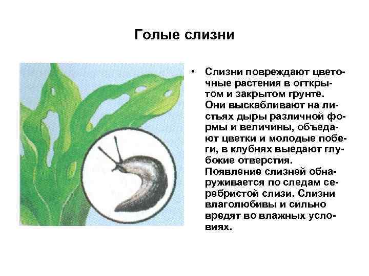 Голые слизни • Слизни повреждают цветочные растения в огткрытом и закрытом грунте. Они выскабливают