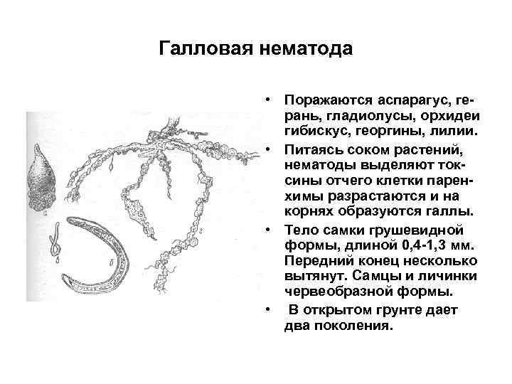 Галловая нематода • Поражаются аспарагус, герань, гладиолусы, орхидеи гибискус, георгины, лилии. • Питаясь соком