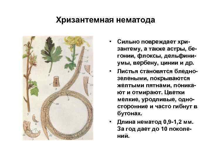 Хризантемная нематода • Сильно повреждает хризантему, а также астры, бегонии, флоксы, дельфиниумы, вербену, цинии