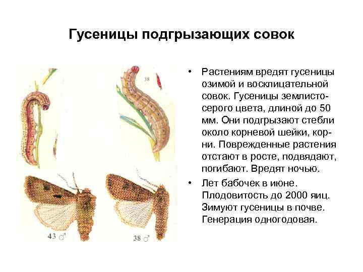 Гусеницы подгрызающих совок • Растениям вредят гусеницы озимой и восклицательной совок. Гусеницы землистосерого цвета,