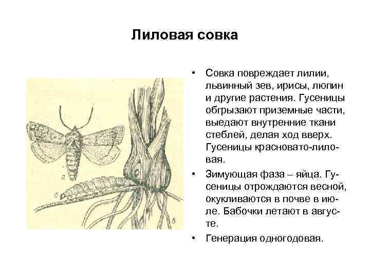 Лиловая совка • Совка повреждает лилии, львинный зев, ирисы, люпин и другие растения. Гусеницы