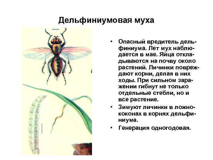 Дельфиниумовая муха • Опасный вредитель дельфиниума. Лет мух наблюдается в мае. Яйца откладываются на
