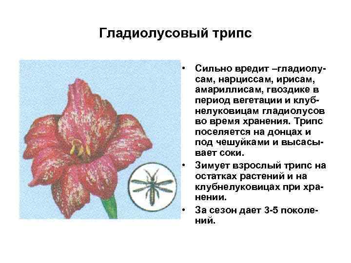 Гладиолусовый трипс • Сильно вредит –гладиолусам, нарциссам, ирисам, амариллисам, гвоздике в период вегетации и