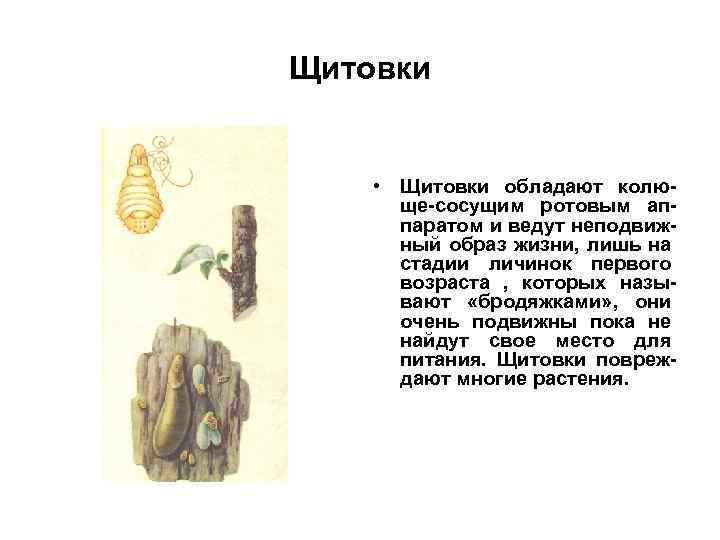 Щитовки • Щитовки обладают колюще-сосущим ротовым аппаратом и ведут неподвижный образ жизни, лишь на