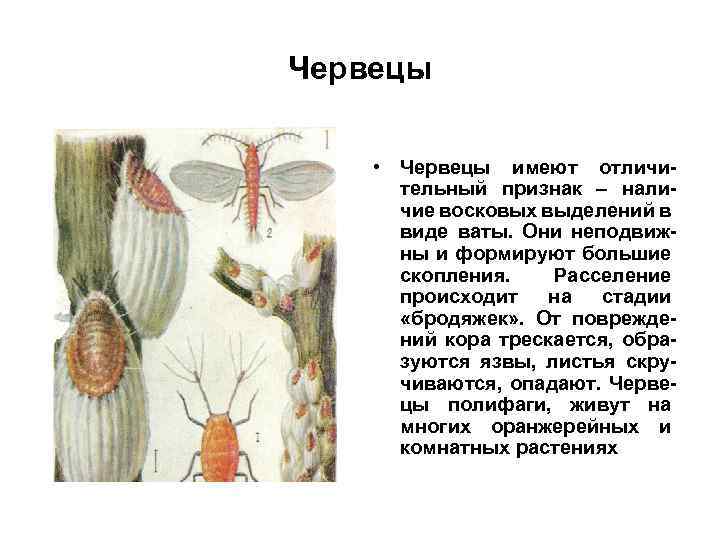 Червецы • Червецы имеют отличительный признак – наличие восковых выделений в виде ваты. Они