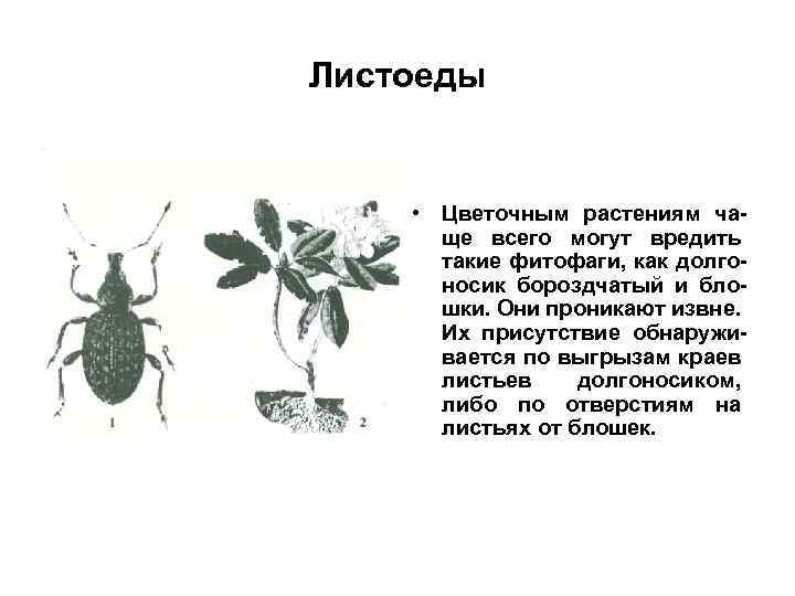 Листоеды • Цветочным растениям чаще всего могут вредить такие фитофаги, как долгоносик бороздчатый и